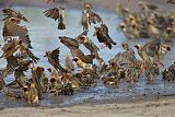 Red-billed Queleaborder=